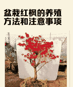 红枫在河南怎么养殖