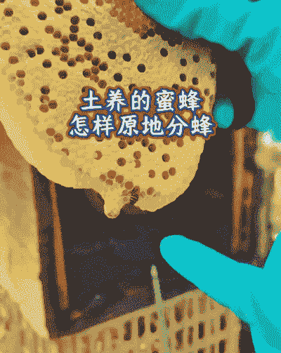 蜜蜂公蜂怎么养殖