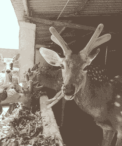 云南宠物鹿怎么养殖