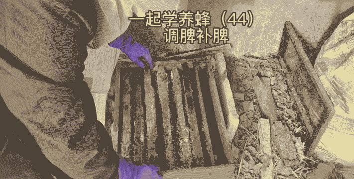 冬天北方怎么养殖蜜蜂