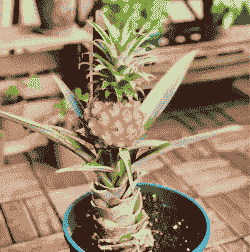 盆栽菠萝冬天怎样防冻