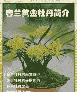 野生黄金牡丹怎么养殖