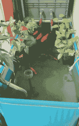 露天阳台怎么养殖金鱼