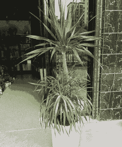 客厅里龙须怎么养殖