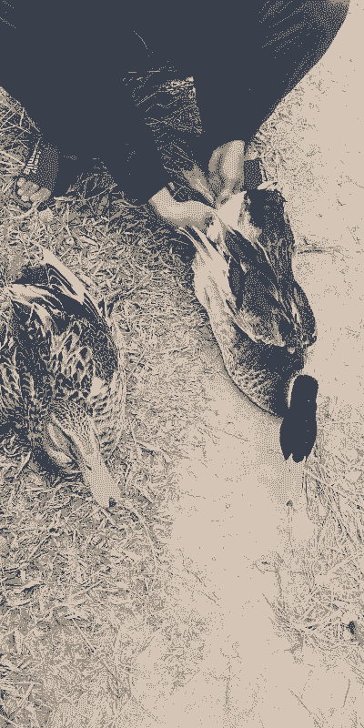 汉鸭子怎么养殖