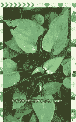 如意草怎么养殖