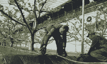 冬天怎么养殖大棚樱桃