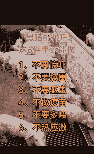 母猪养殖怎么管理才好