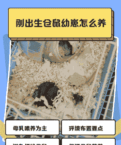 仓鼠放生后怎么养殖