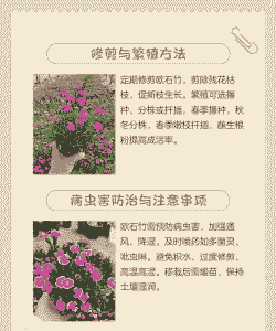 欧时竹怎么养殖