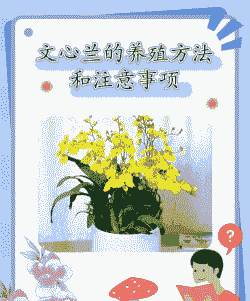 跳舞兰花水培怎么养殖