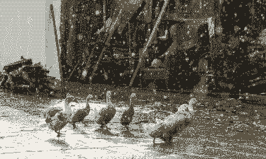 养殖鸭子下雨怎么通风