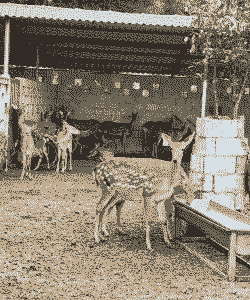 重庆鹿崽怎么养殖