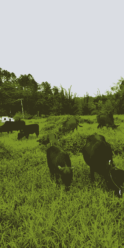 野生黄牛怎么养殖的