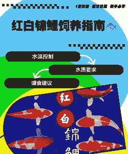 红里鱼怎么养殖
