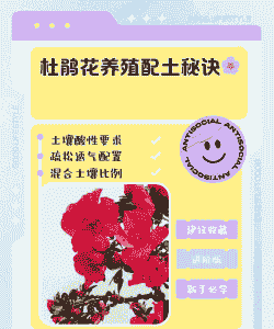 映山红怎么养殖用土