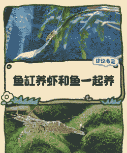 鱼缸养殖虾怎么加盐