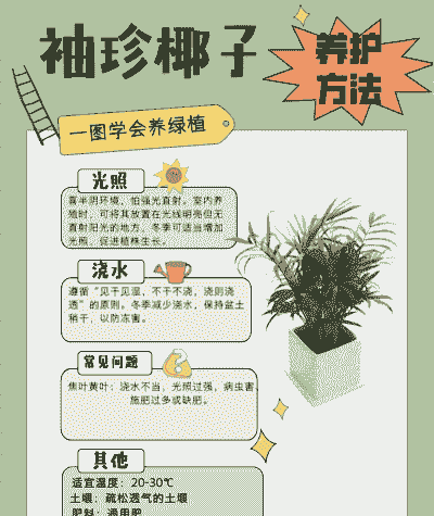 椰子盆栽怎么养殖技术