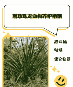 请问怎么养殖黑珍珠