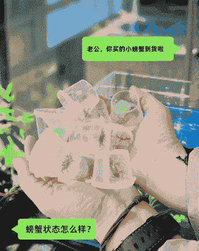 冬天辣椒螃蟹怎么养殖