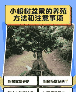 榕树北方怎么养殖的