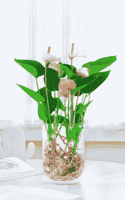 粉掌水培怎么养殖