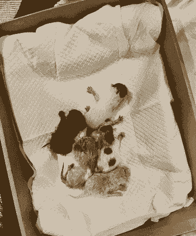 23天猫咪怎么养殖