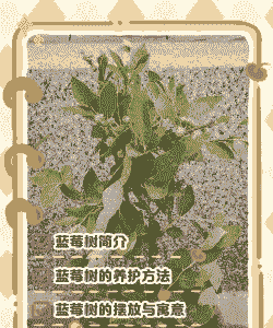 蓝莓树叶子怎么养殖