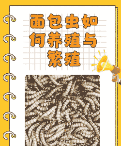 面包虫蛹怎么养殖