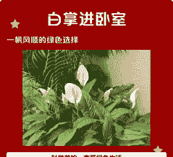 白掌能放在卧室里面吗