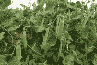 蚕豌豆亩产量多少公斤