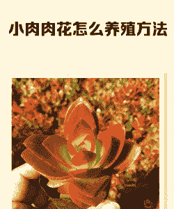 小肉肉花怎么养殖方法