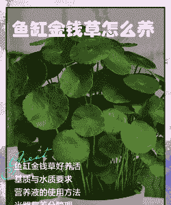 鱼钱草怎么养殖