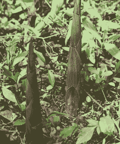 水笋春天怎么养殖