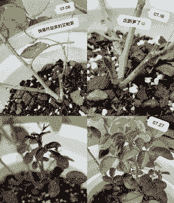 夏天高温月季怎么养殖