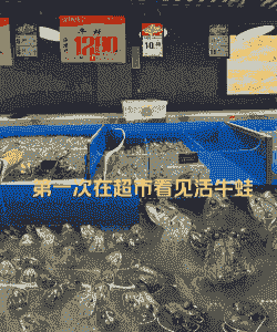 重庆养殖青蛙怎么贩卖