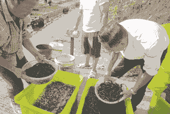 城市里怎么养殖黄鳝