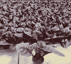 聊城红叶菠菜怎么养殖