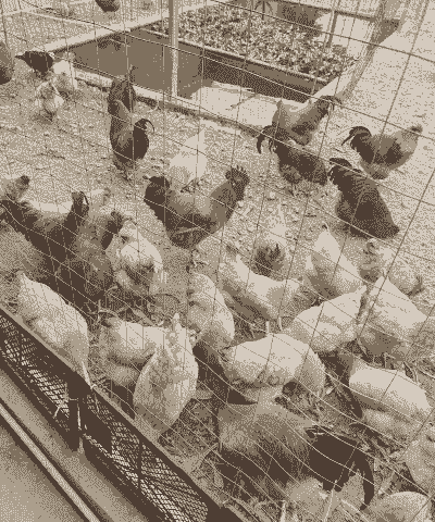 创业养殖怎么拿到地