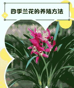 秋天怎么养殖兰花品种