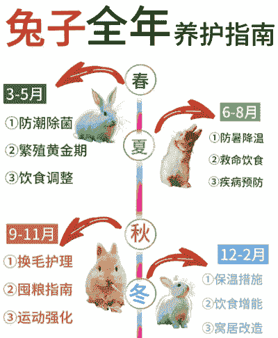 兔子夏天怎么养殖