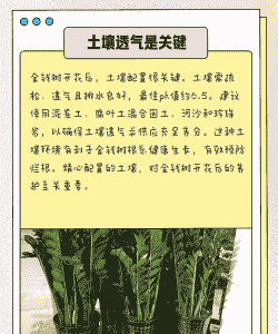 金钱树开花怎么养殖