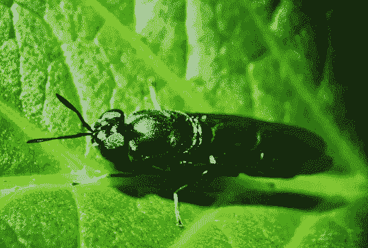 养殖黑水虻怎么保存