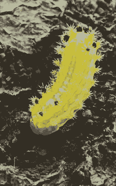 东北洋辣子怎么养殖