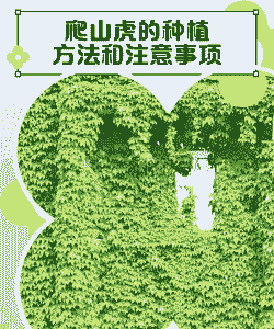 爬山虎怎么养殖