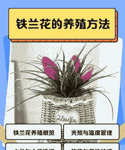 铁兰花怎么养殖方法