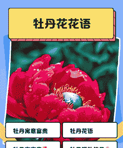 牡丹花的花语是什么