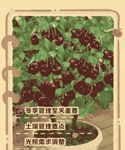 樱桃果园冬天怎么养殖