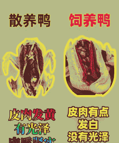 在中国怎么养殖鸡鸭