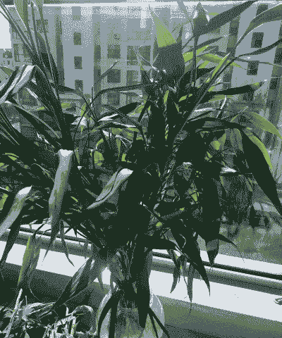 屋顶怎么养殖竹子好看